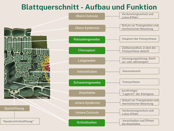 You are currently viewing Blattquerschnitt – Aufbau und Funktion