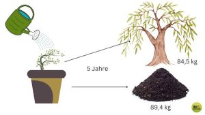 Read more about the article Entdeckung der Fotosynthese – Versuch von VAN HELMONT